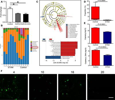 Corrigendum: Akkermansia muciniphila suppressing nonalcoholic steatohepatitis associated tumorigenesis through CXCR6+ natural killer T cells